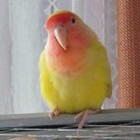 Sonodor